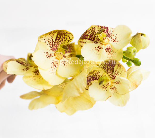 Орхидея Vanda Yellow Henna